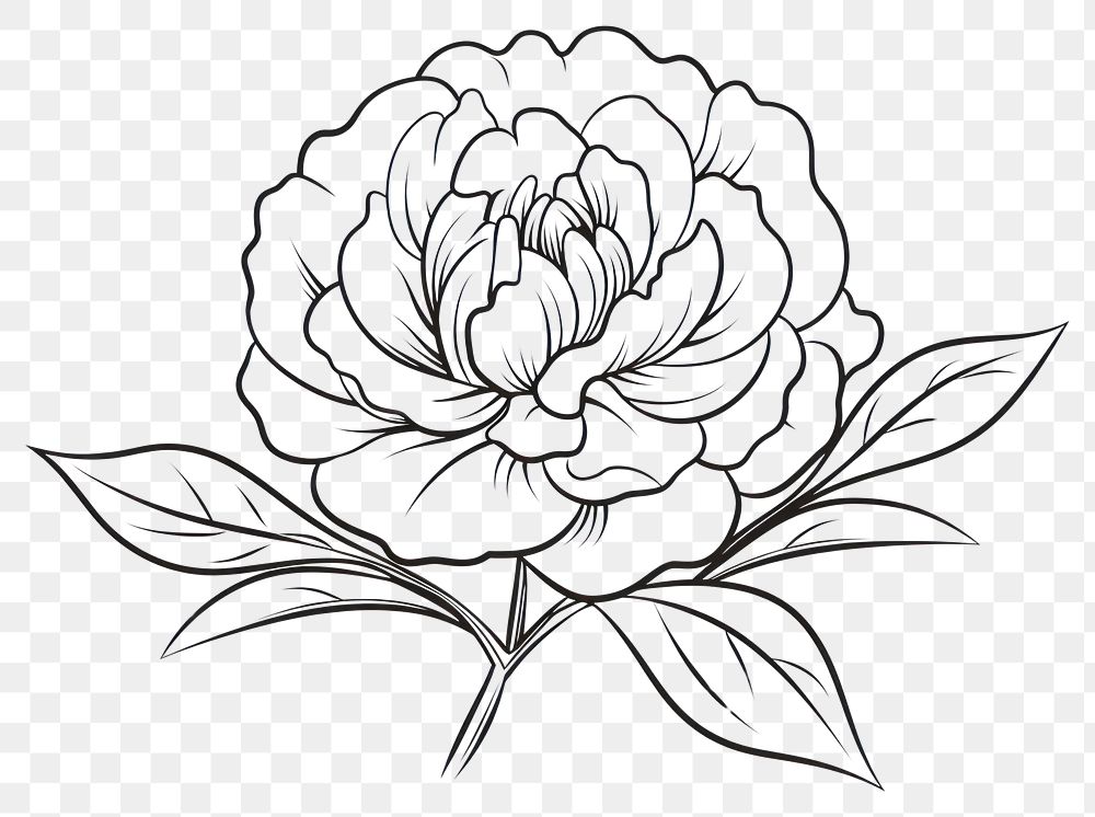 PNG Peony doodle pattern drawing flower.