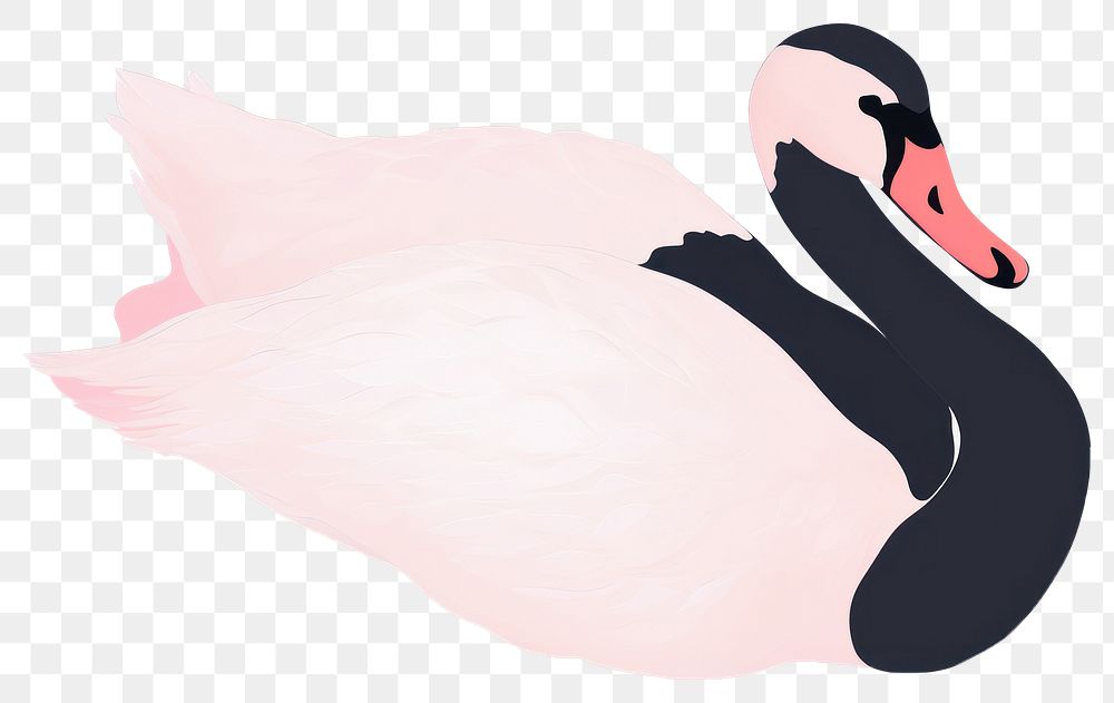 PNG  Baby black swan animal bird anseriformes.