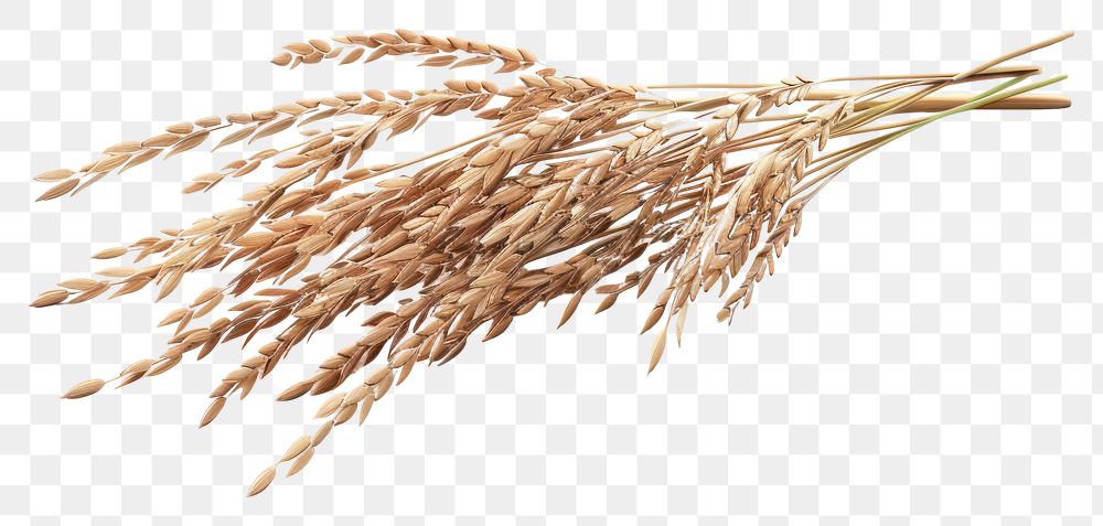 PNG  Rice wheat food agriculture.