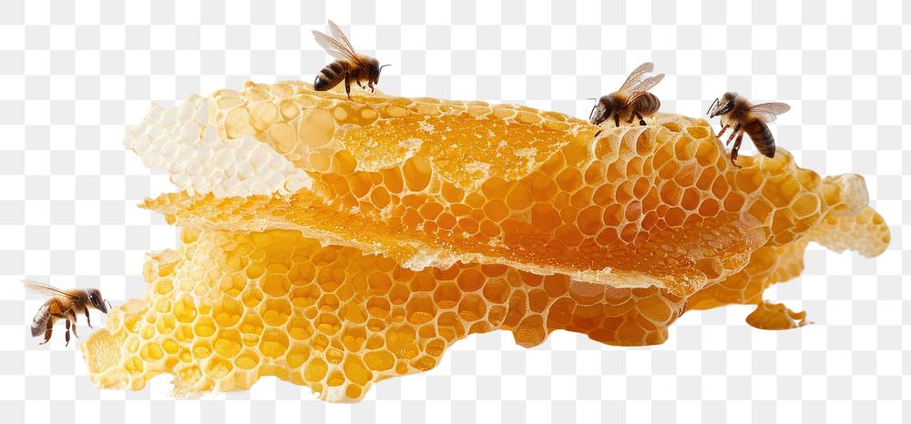PNG Bee with honey comb honeycomb insect animal.