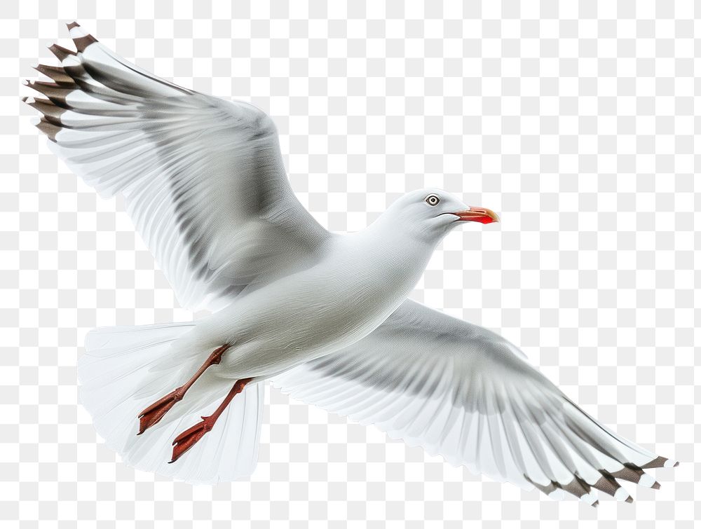 PNG A seagull animal flying bird.