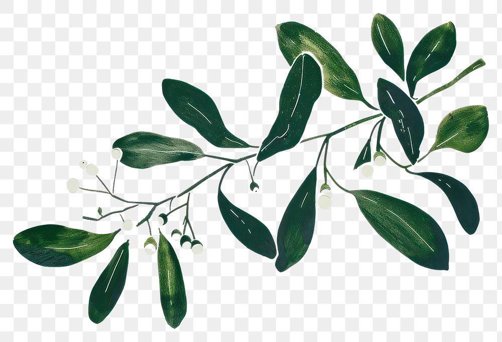 PNG  Risograph printing illustration of mistletoe plant leaf tree.