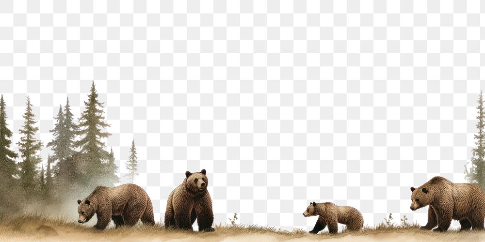 PNG Bear line horizontal border wildlife mammal animal.