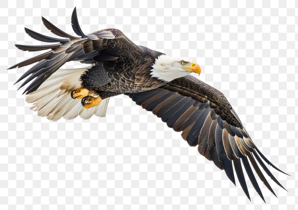 PNG American bald eagle animal flying bird.