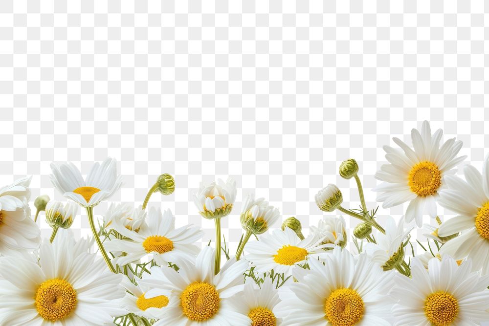 PNG Daisy line horizontal border backgrounds outdoors flower.