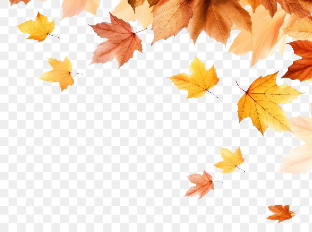 PNG Autumn Cutouts leaves backgrounds autumn maple.