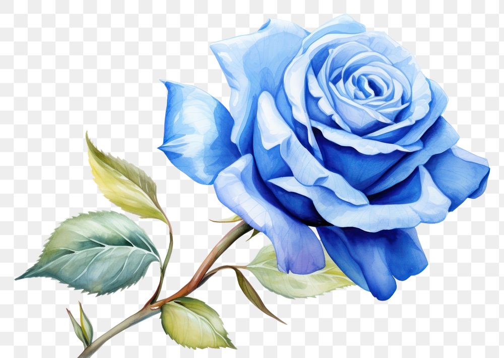 PNG Blue rose flower plant inflorescence creativity.