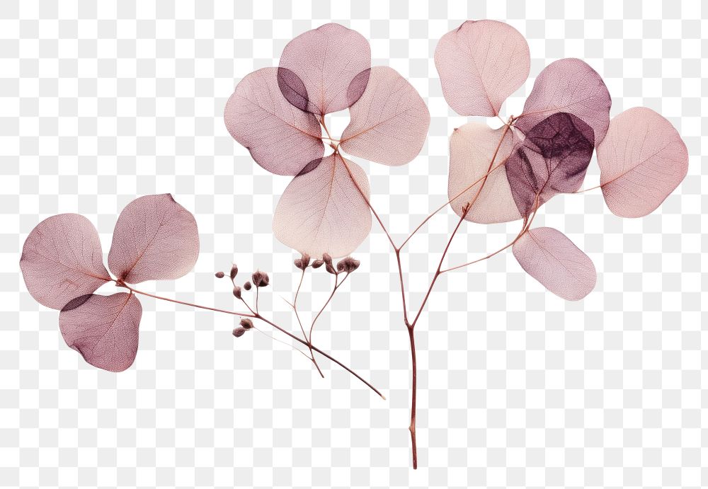 PNG Eucalyptus flower plant petal