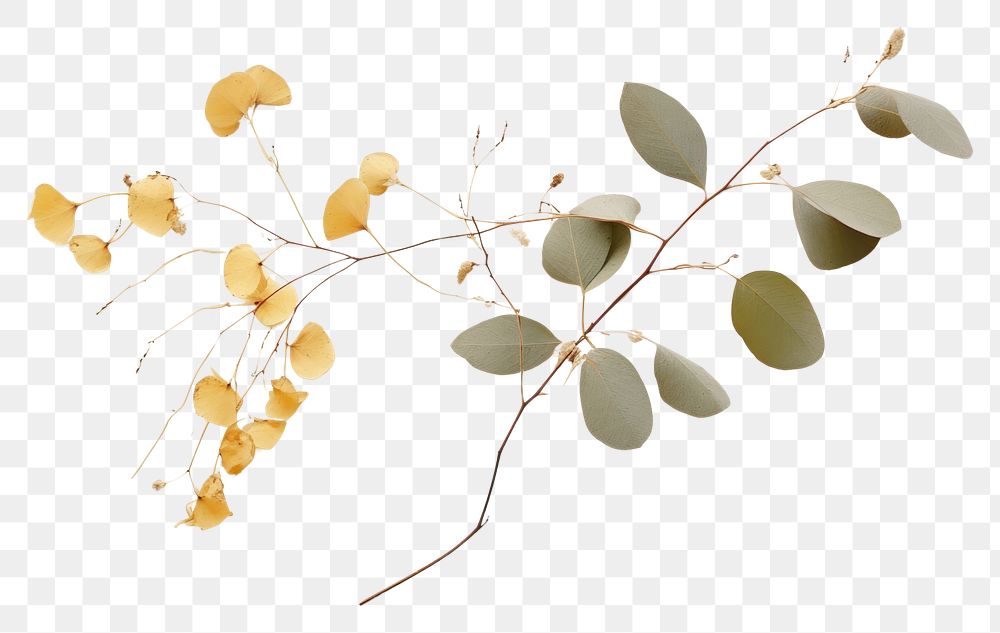 PNG Eucalyptus flower plant leaf