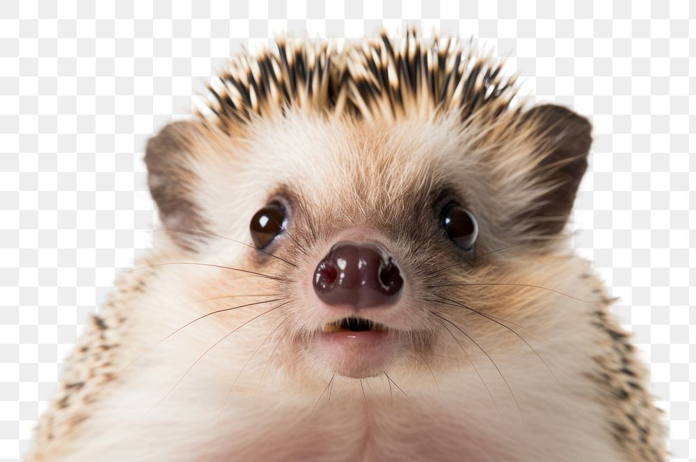 PNG Hedgehog looking confused porcupine animal mammal.