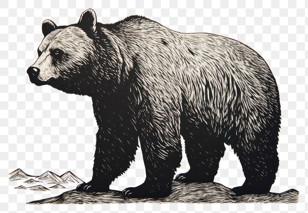 PNG Bear bear wildlife mammal.