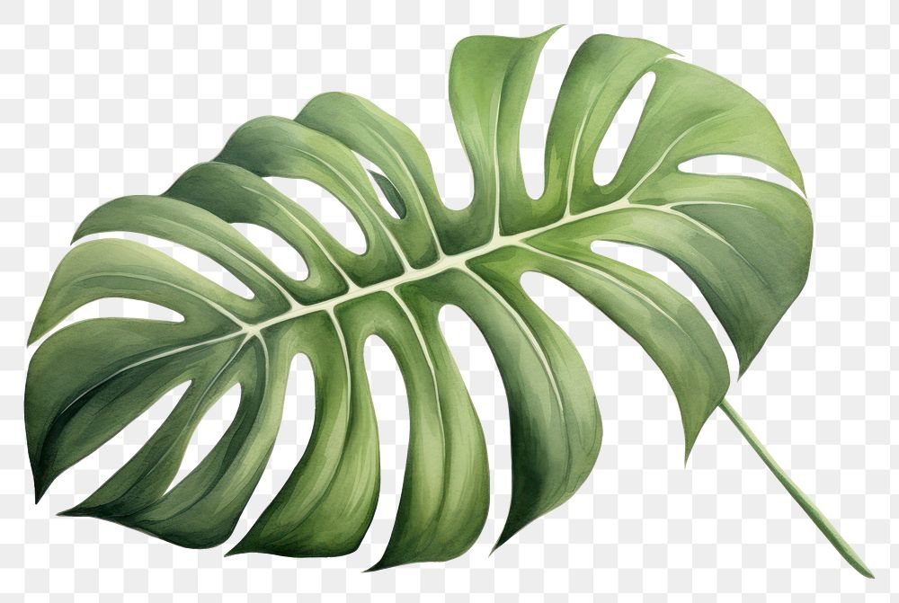 PNG Botanical illustration monstera leaf plant freshness pattern.