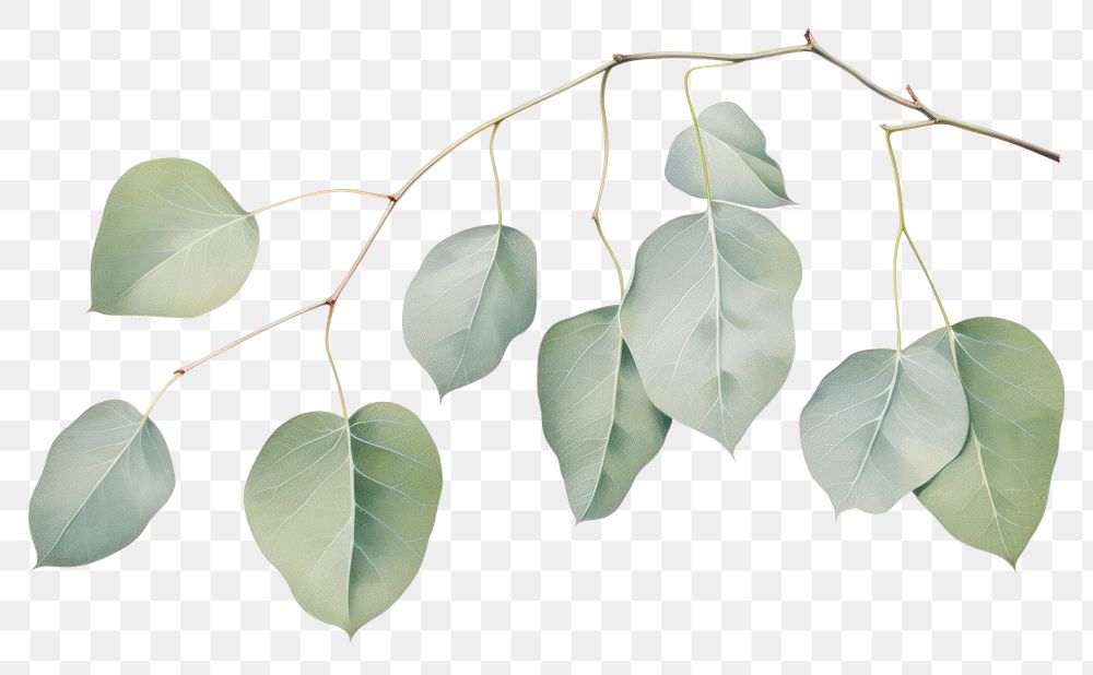 PNG Botanical illustration eucalyptus leaf plant tree annonaceae.