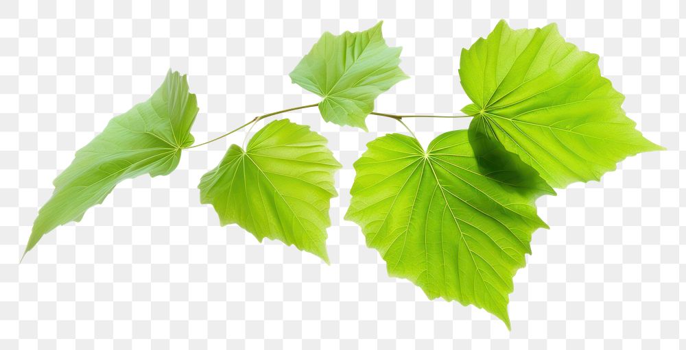 PNG Green leaves flying plant leaf tree.