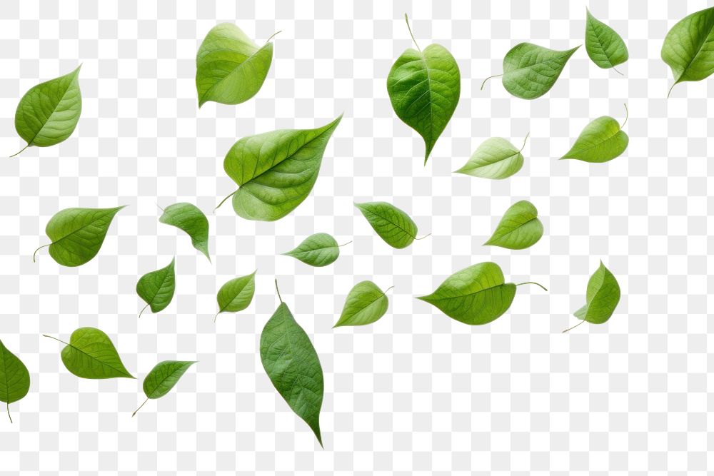 PNG Green leaves flying backgrounds plant leaf