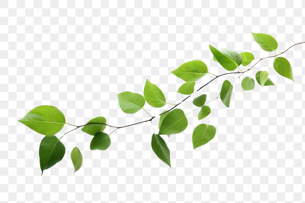 PNG Green leaves flying plant herbs leaf