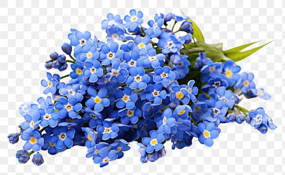 PNG Spring blue flowers blossom petal plant.