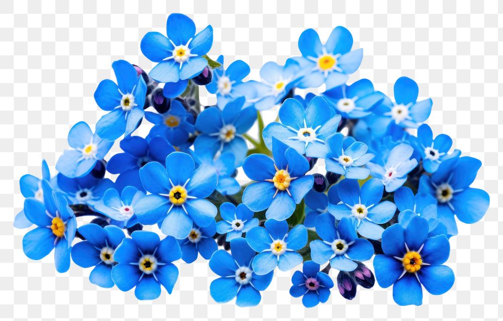 PNG Spring blue flowers nature petal plant.