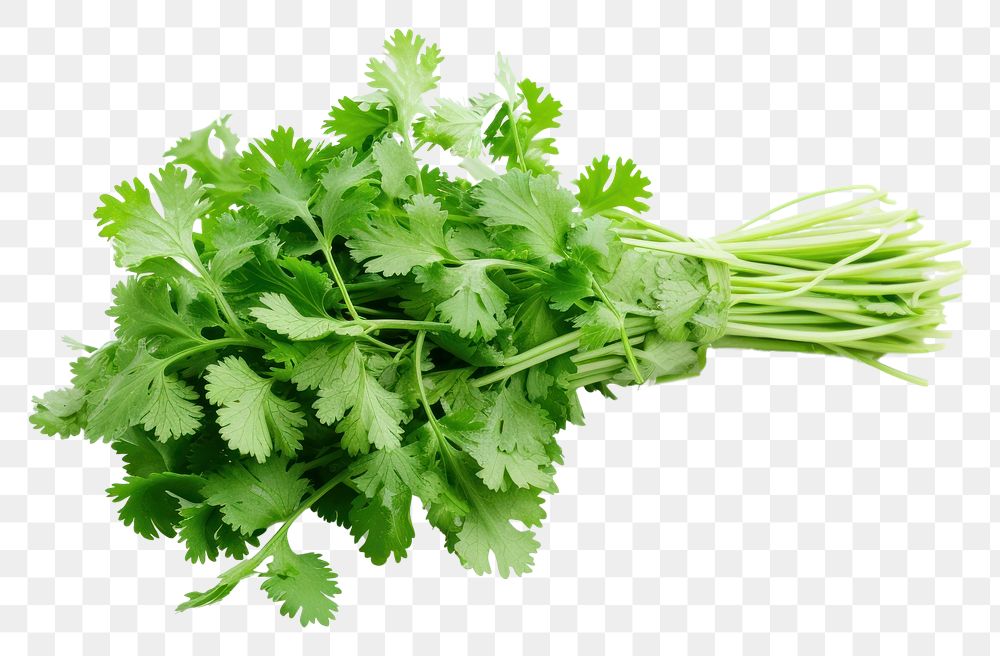 PNG Coriander plant herbs food.