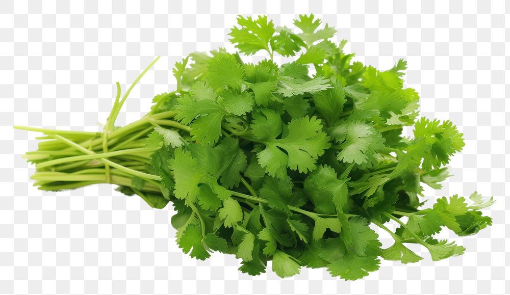 PNG Coriander plant herbs food.