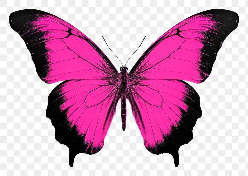 PNG Butterfly animal insect purple.