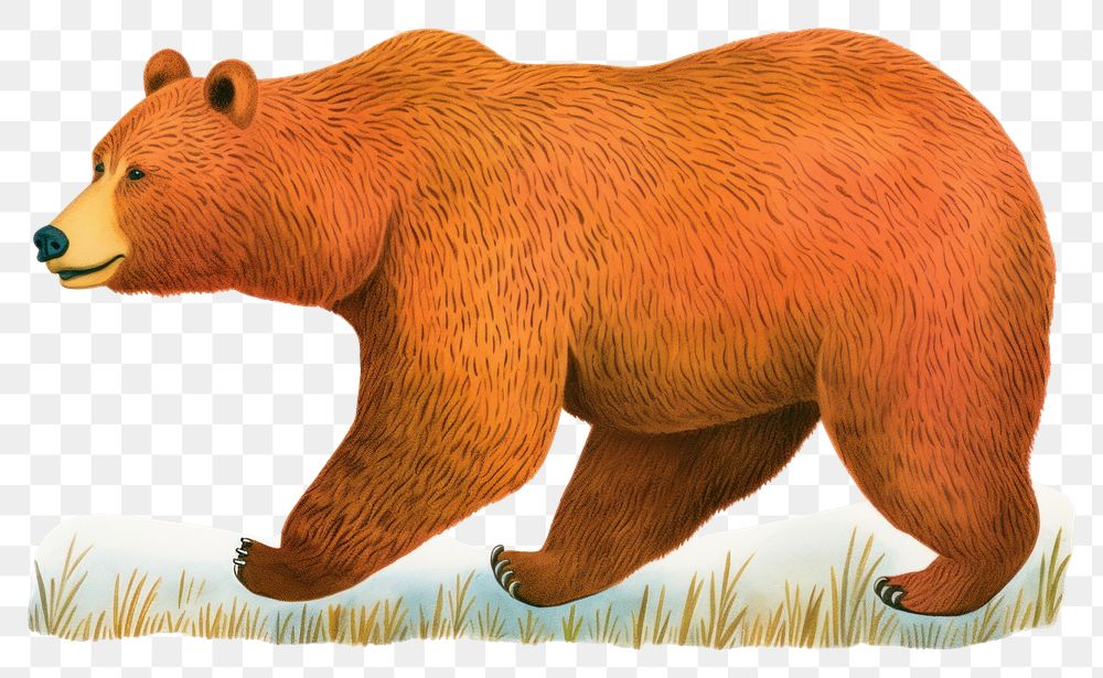 PNG Bear bear wildlife drawing.