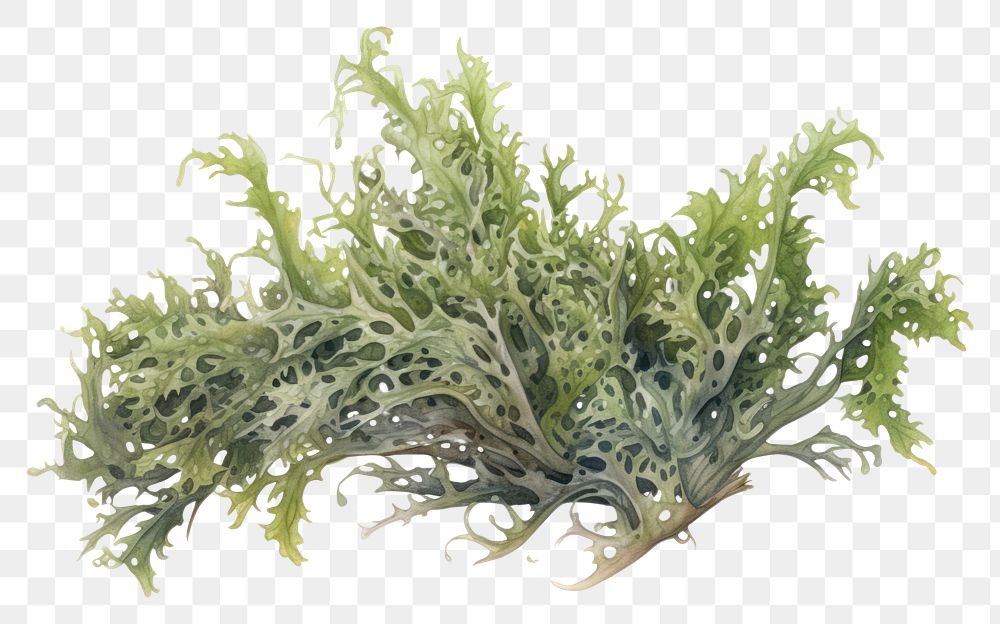 PNG Seaweed vegetable plant kale.