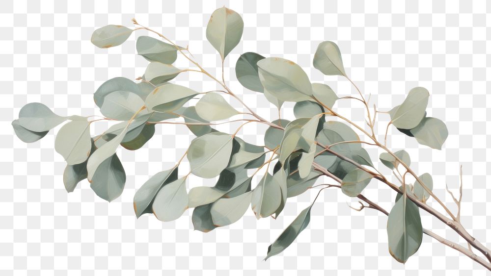 PNG Clsoe up on pale Eucalyptus leaves painting plant leaf