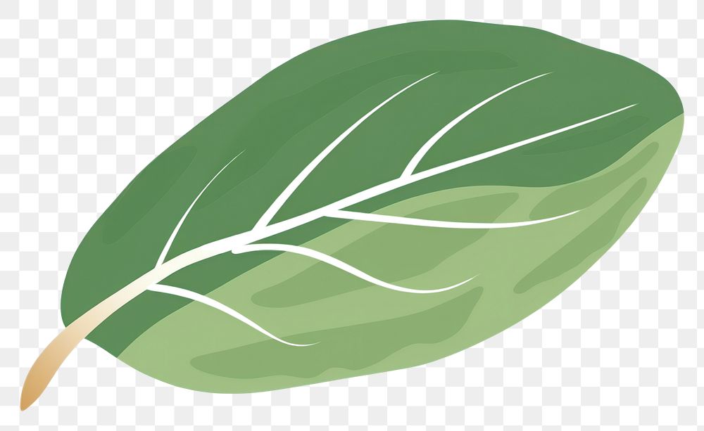 PNG An olive leaf plant white background vegetable.