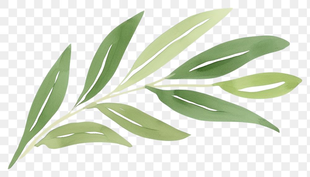 PNG An olive leaf plant herbs white background.