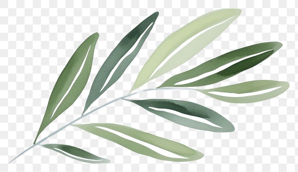 PNG An olive leaf plant white background accessories.