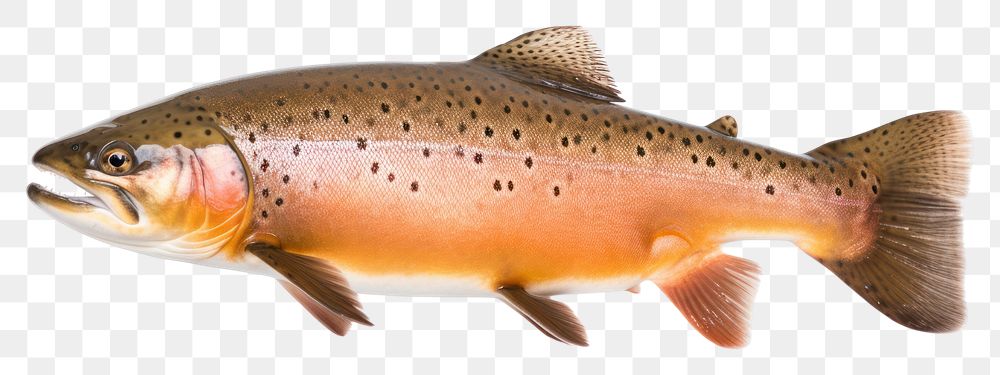 PNG Trout trout animal fish.