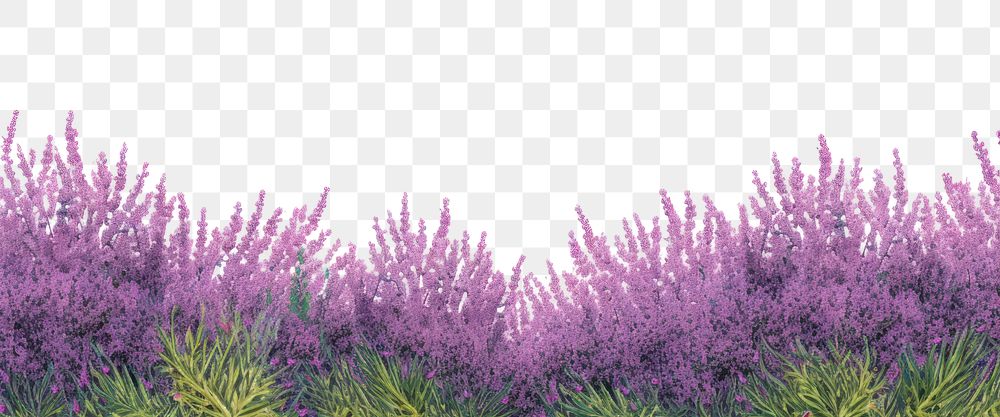 PNG Lavender landscape blossom flower.