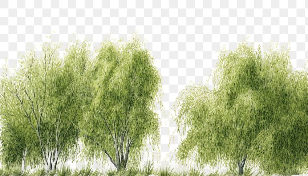 PNG Willow tree outdoors nature
