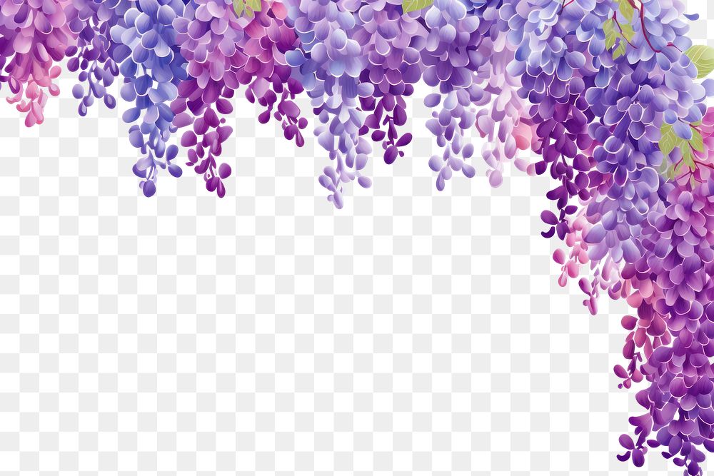 PNG  Backgrounds wisteria flower lilac.