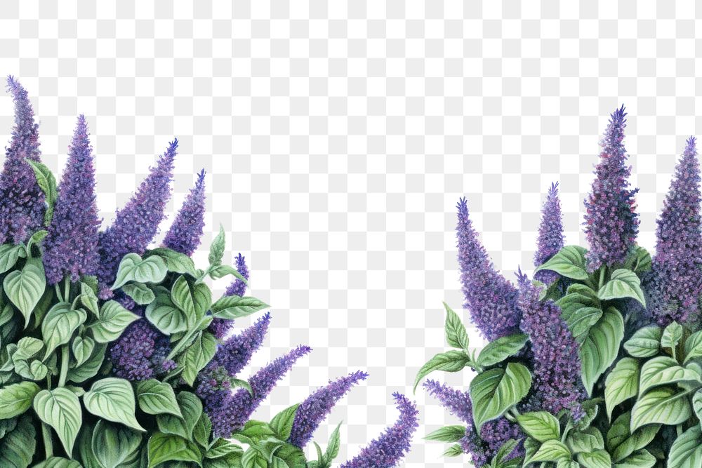 PNG  Backgrounds lavender outdoors flower.