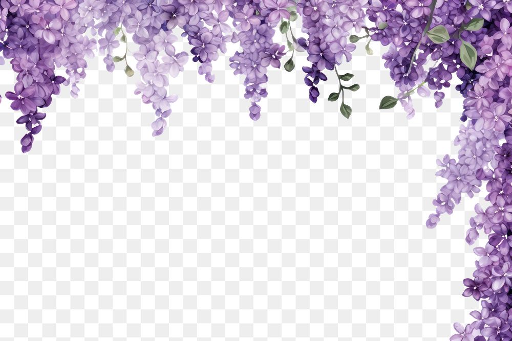 PNG  Flower purple backgrounds blossom