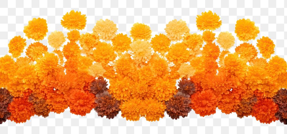 PNG Backgrounds marigold flower plant.