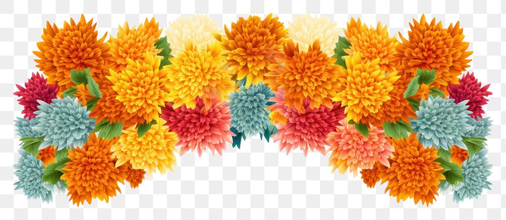 PNG  Marigold flower plant white background.