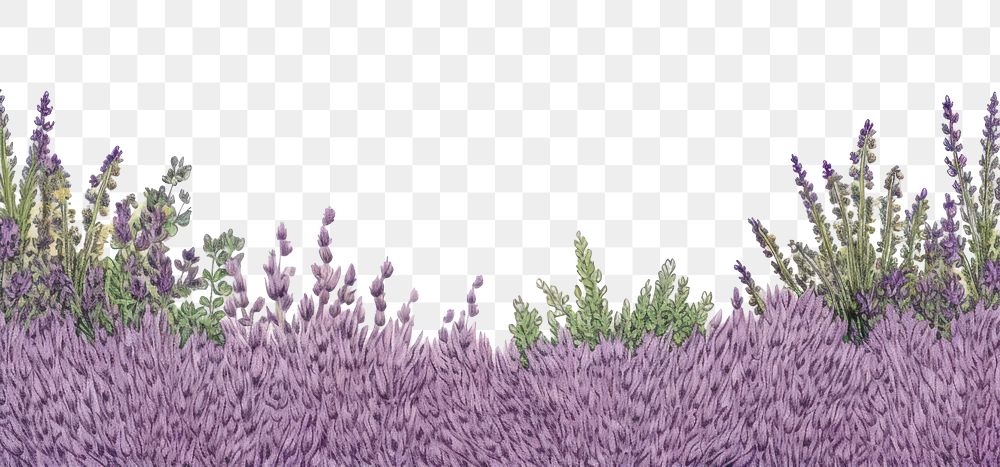 PNG  Lavender backgrounds landscape blossom