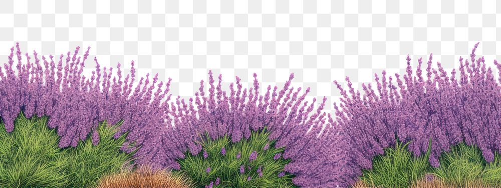 PNG  Lavender flower plant grass.