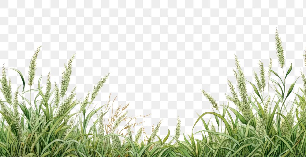 PNG  Grass outdoors nature plant.