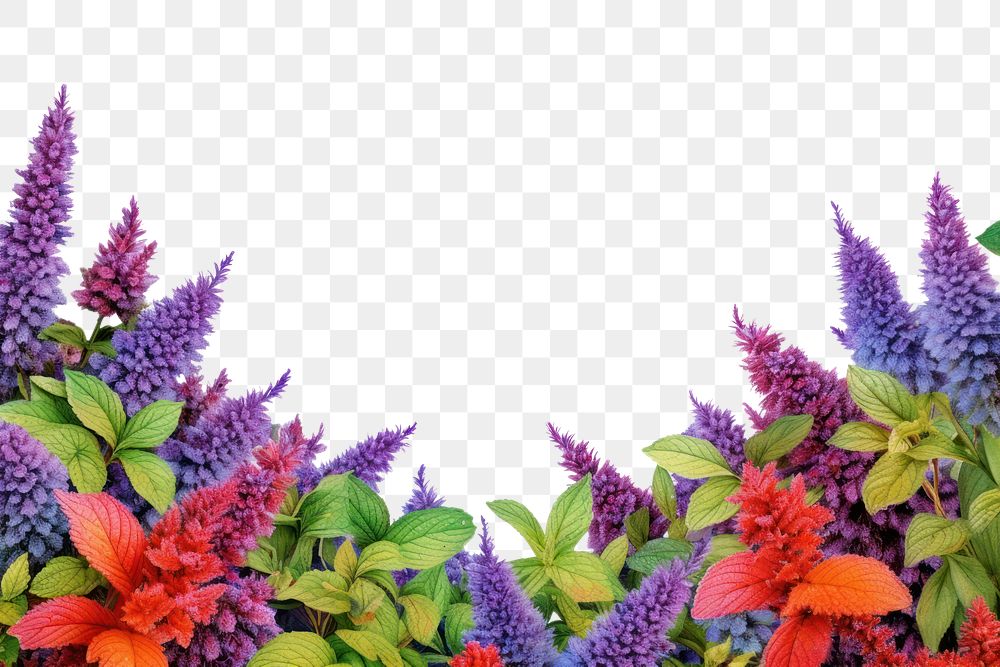 PNG  Lavender outdoors flower nature.