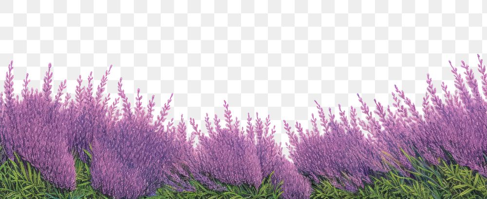 PNG  Lavender flower plant grass.