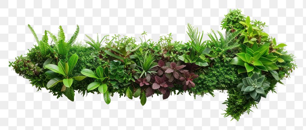 PNG Living wall plant herbs leaf.