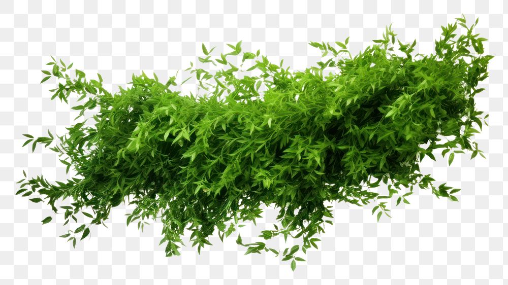 PNG Bushes plant herbs leaf