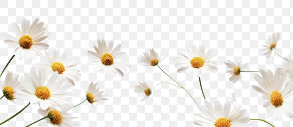 PNG Daisy flowers backgrounds outdoors petal.