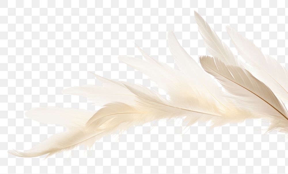 PNG Feathers flying white bird.