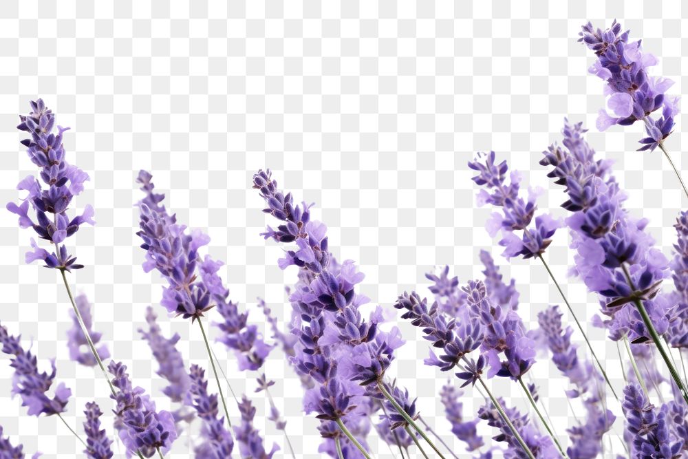PNG Lavender flowers lavender backgrounds blossom.