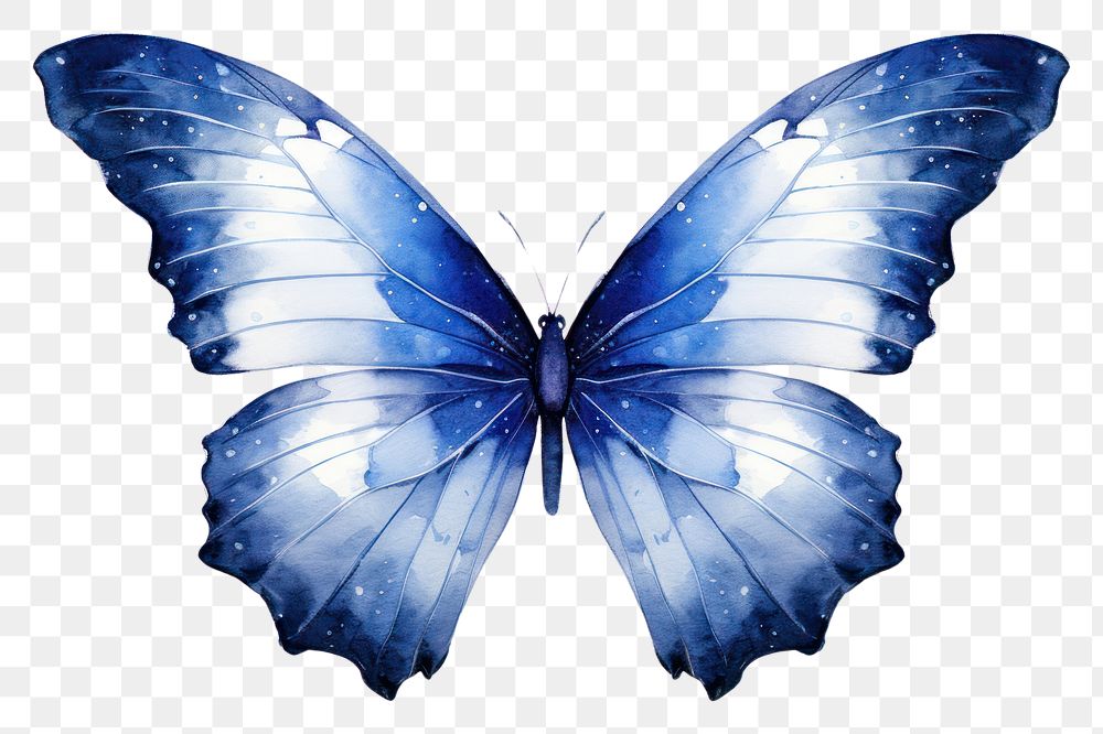 PNG Indigo butterfly animal insect white background.